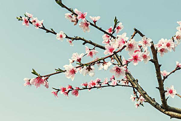 《北美翰苑散文诗社》0103期(图8)