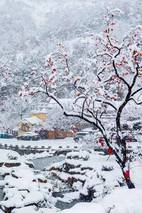 小雪 作者：闫明辉 诵读：张万娟（图5）