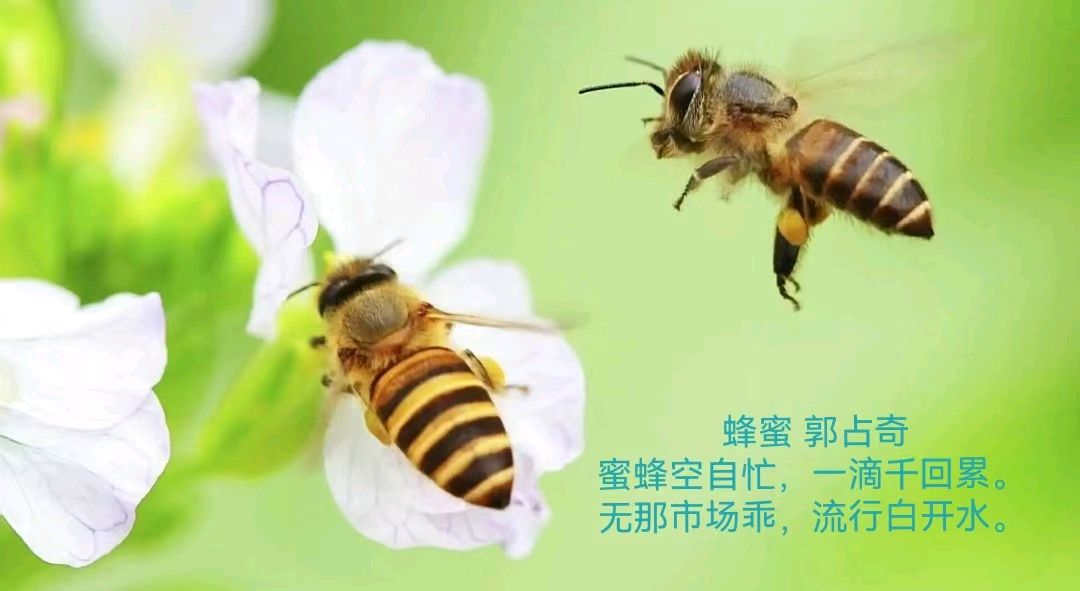 郭占奇老师题物诗汇编（27首）（图16）
