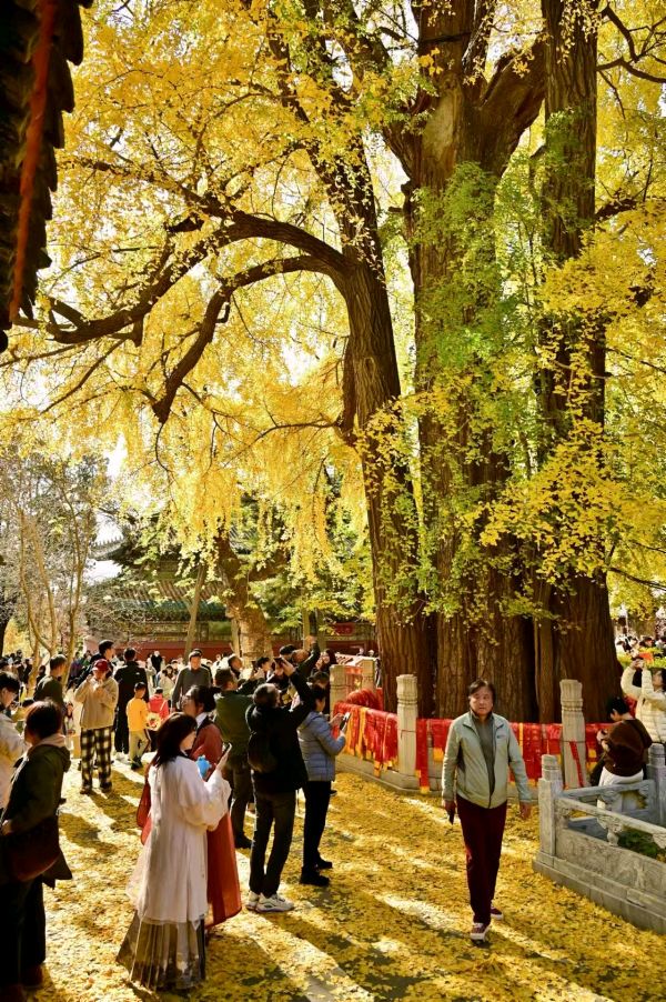 游京西古刹潭柘寺 | 文图 / 曹梦林（图3）