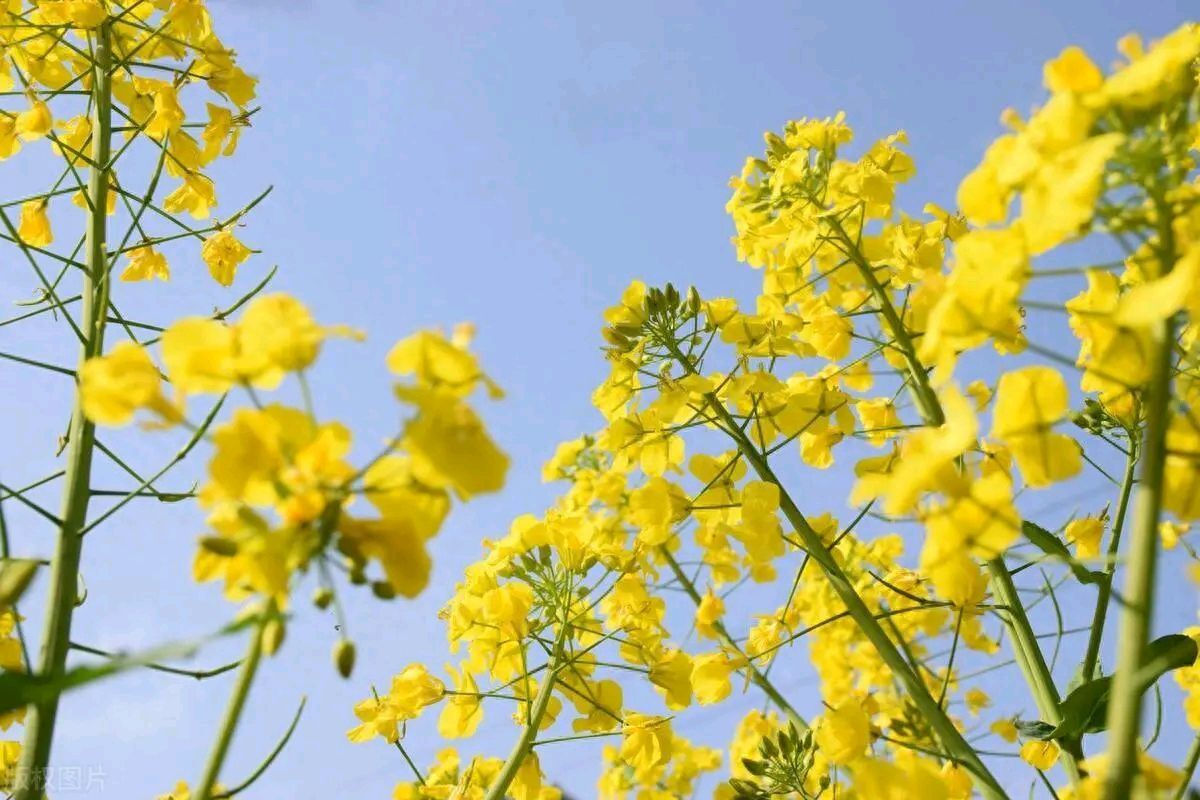 荐赏:寒日暖梦（外一首）//文:蒲公英//《诗海洋》征稿……（图6）