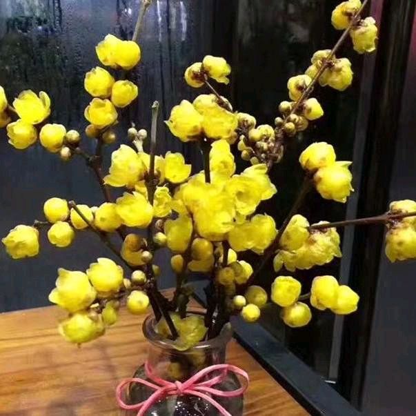 【明心文学】申力/闻香识腊梅花 主播/薇薇（图3）