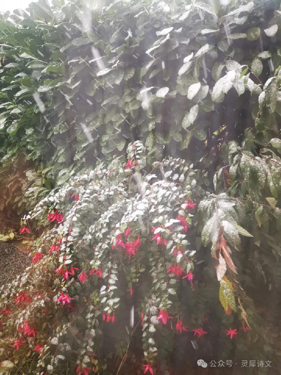 英伦初雪（图7）
