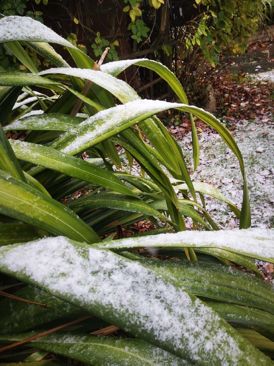 英伦初雪（图8）