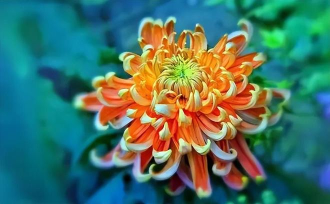 个个（日本）：花朵不高举｜海外头条（图9）