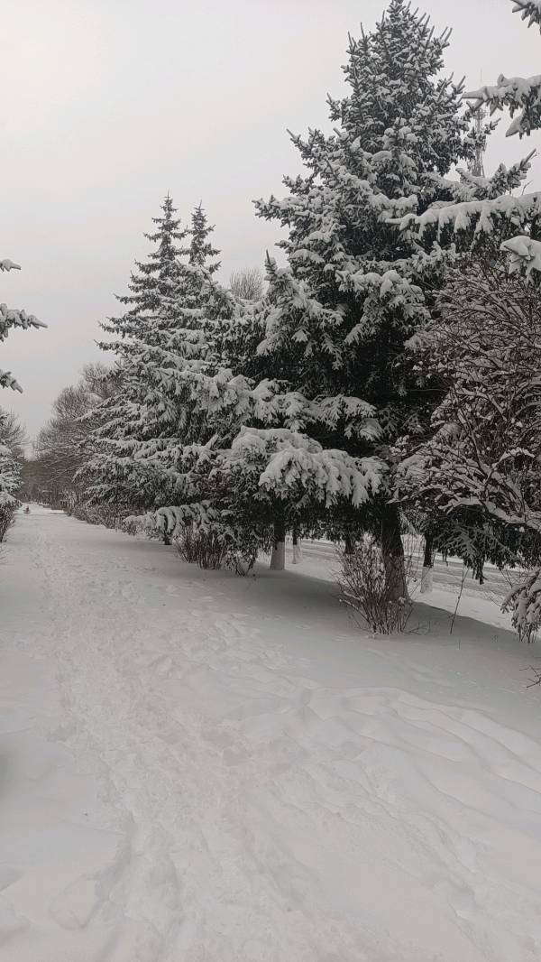 雪与松～诗||赵春阳（图9）