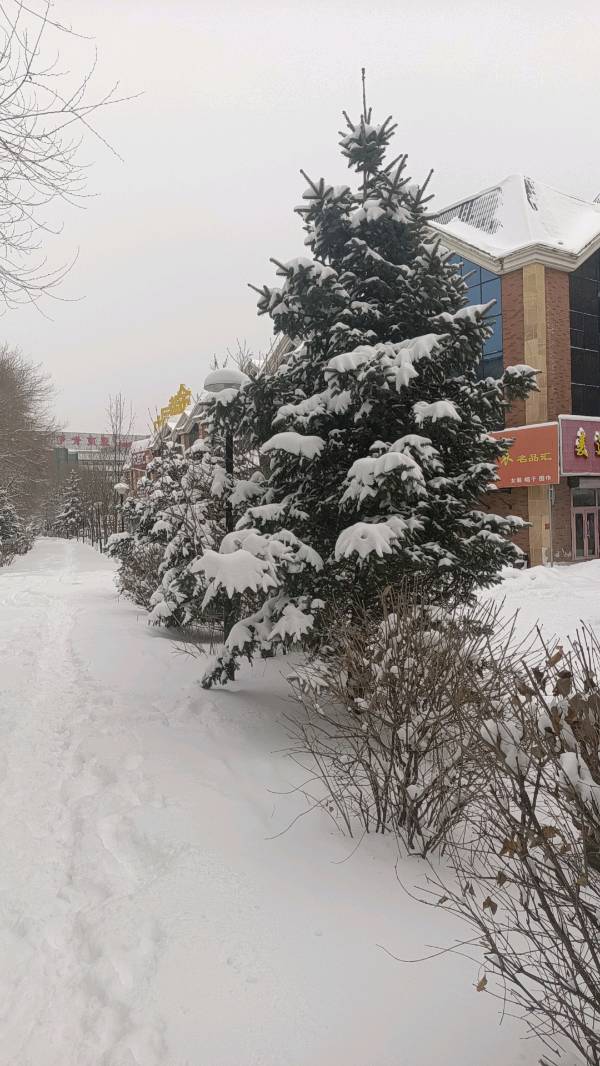 雪与松～诗||赵春阳（图13）