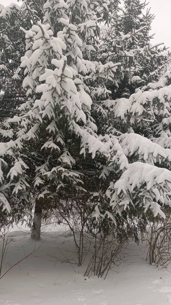 雪与松～诗||赵春阳（图15）