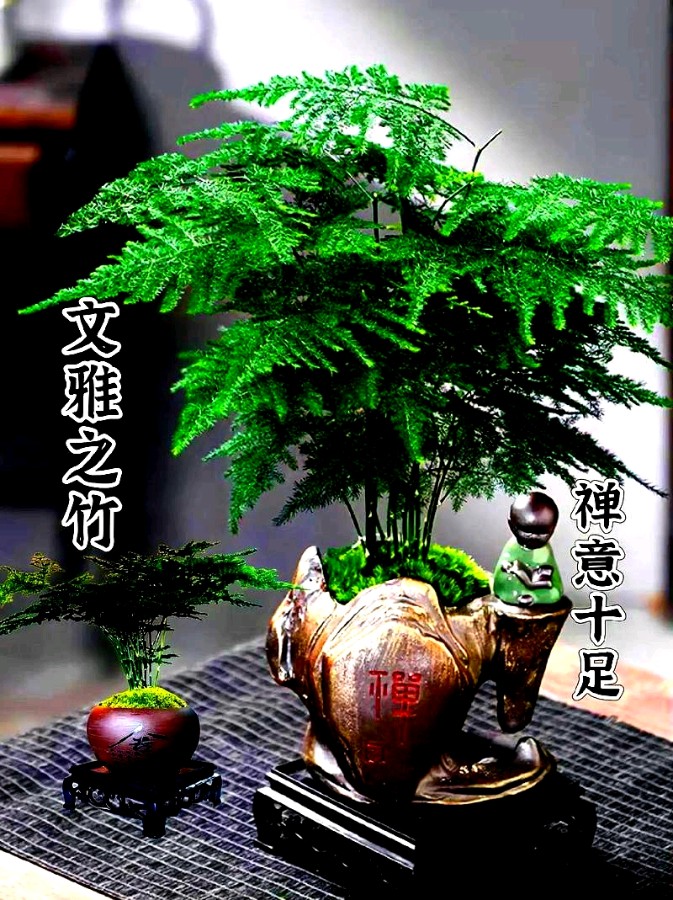 朗读作品《文竹赋 》 作者：金树培 || 诵读：海棠