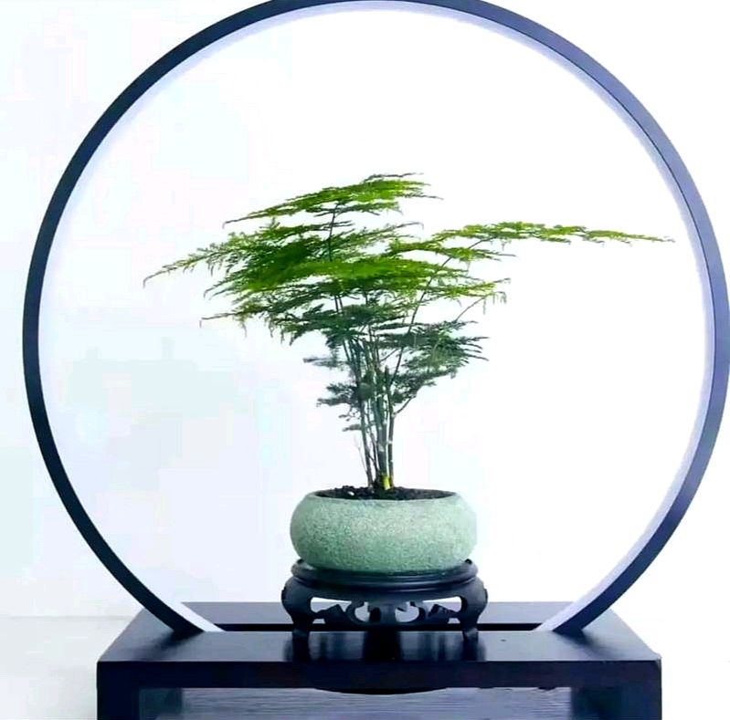 朗读作品《文竹赋 》 作者：金树培 || 诵读：海棠（图3）