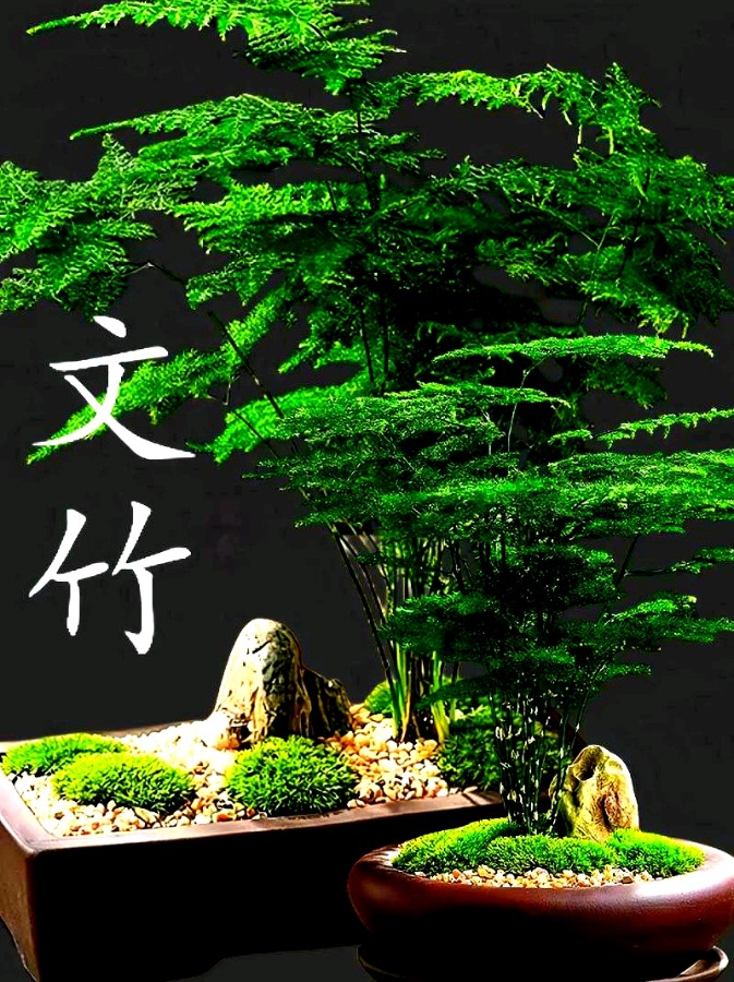 朗读作品《文竹赋 》 作者：金树培 || 诵读：海棠（图4）