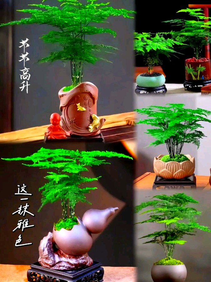 朗读作品《文竹赋 》 作者：金树培 || 诵读：海棠（图5）
