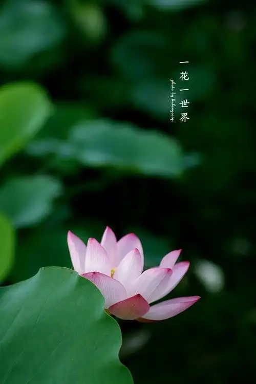 风吟浅浓：《一花一世界》海外头条（图5）