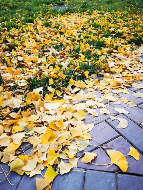 【新山东文学社】《落叶》作者/王建生 主播/雨花石（图6）