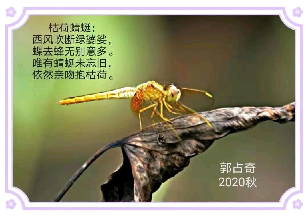郭占奇老师图片题诗汇编（32首）（图29）