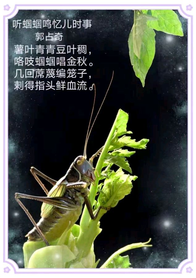 郭占奇老师图片题诗汇编（32首）（图28）