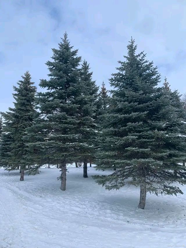 大雪三首～诗||李耀文（图9）