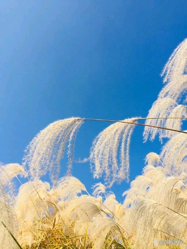 聆听 ‖ 刘欣朗诵《冬日恋歌》作者/石志华（图5）