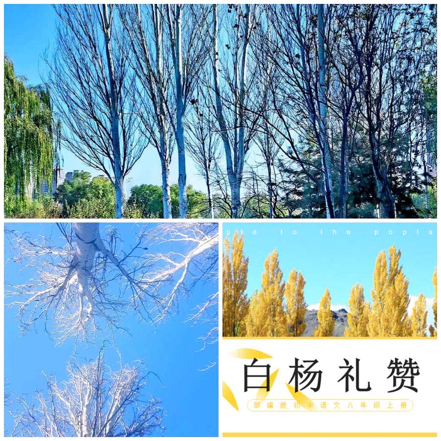 【经典推荐】鲁坡//白杨礼赞[冬韵抒怀]（图3）