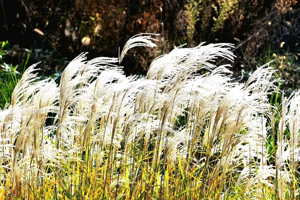 聆听 ‖ 飘扬朗诵《芦花》作者/石志华（图9）