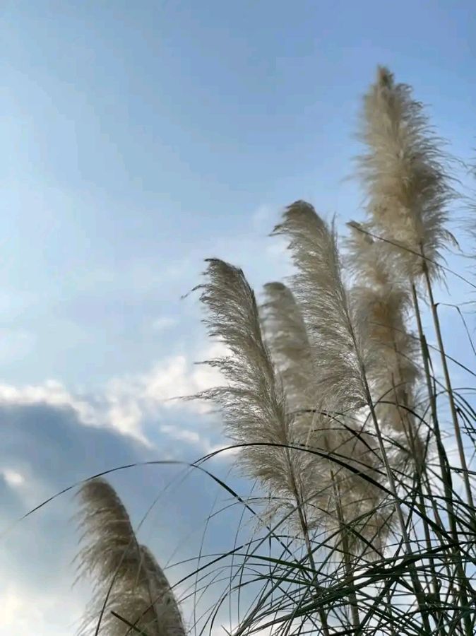 聆听 ‖ 飘扬朗诵《芦花》作者/石志华（图6）