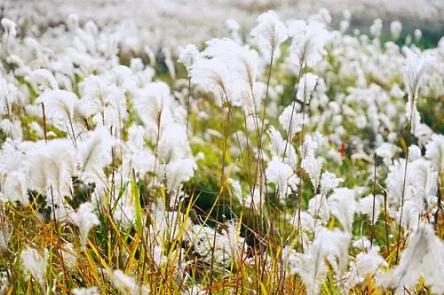 聆听 ‖ 飘扬朗诵《芦花》作者/石志华（图7）