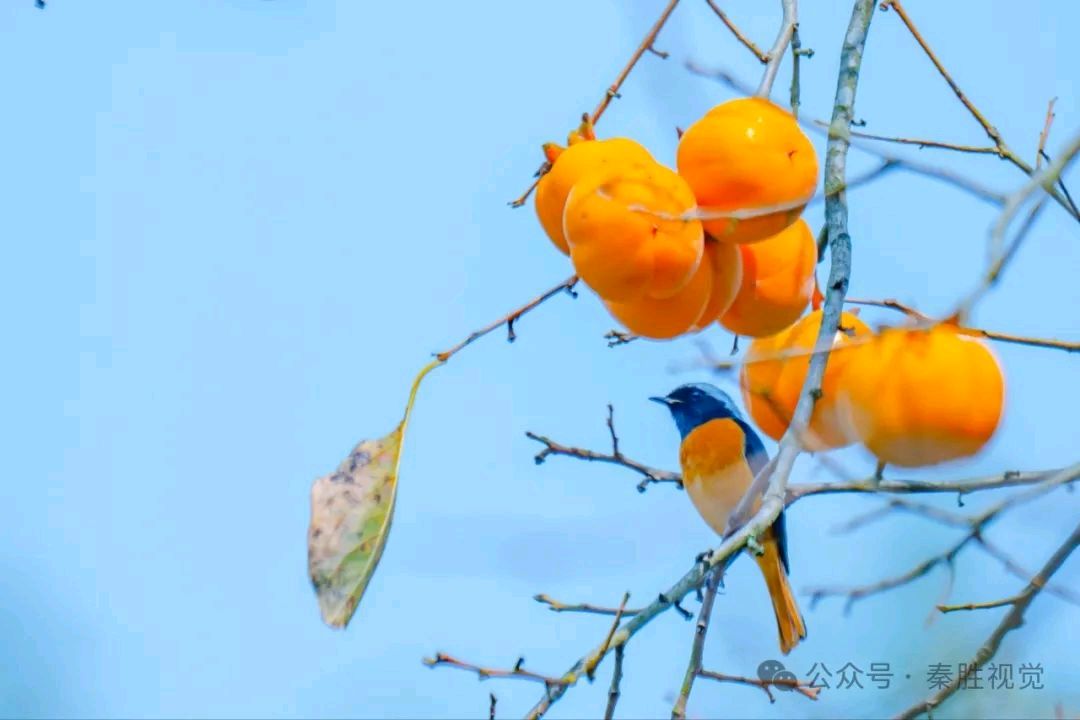 卜算子·24节气物候吟（24阕）
