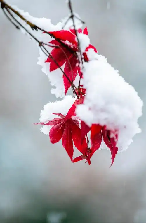 欣赏何春志老师如梦令·《初雪》（图3）