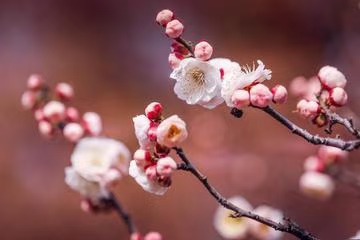 七律·答友人（二）作者/冯清明……莲叶之珠文学社（图5）