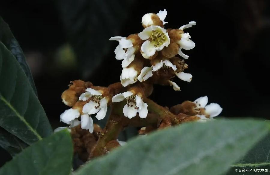 又见枇杷花开（文/许碧霞）……莲叶之珠文学社