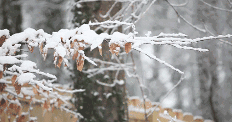 大雪文/林水火（福建）（图3）