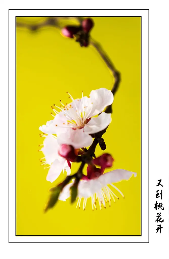 七绝·贺诗两首/七绝·读《抱璞斋诗稿》集其句成诗二首寄史文山先生(文/张华兴)……莲叶之珠文学社(图7)
