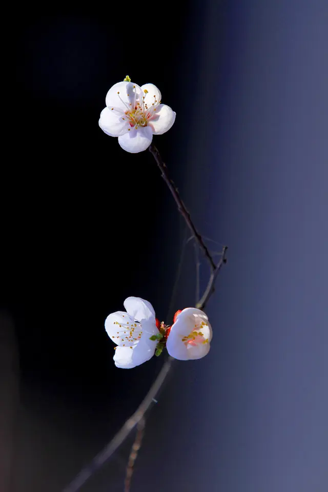 七绝·贺诗两首/七绝·读《抱璞斋诗稿》集其句成诗二首寄史文山先生（文/张华兴）……莲叶之珠文学社（图5）