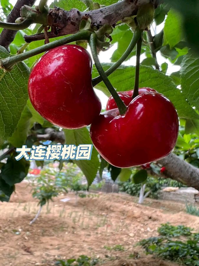 大连樱桃园～诗||李耀文（图9）