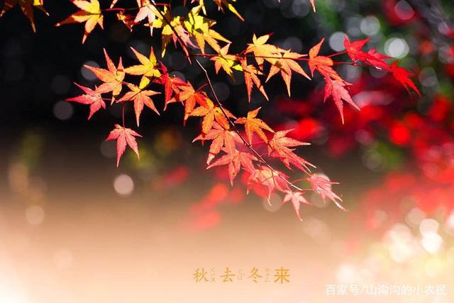 【新山东文学社】《红叶赞》作者/高运兴 主播/笑笑(图3)