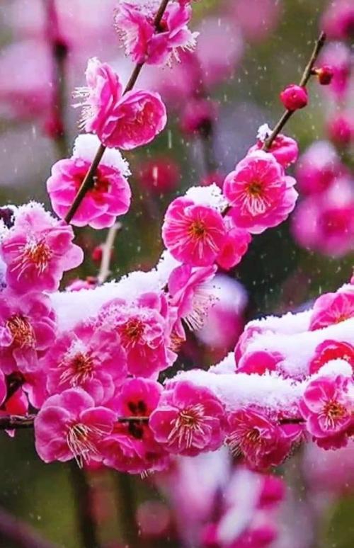 【新山东文学社】《鹧鸪天.为梅十赋》作者/冷月轩主 主播/墨兰(图3)