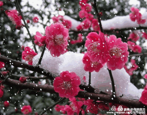 【新山东文学社】《鹧鸪天.为梅十赋》作者/冷月轩主 主播/墨兰(图7)