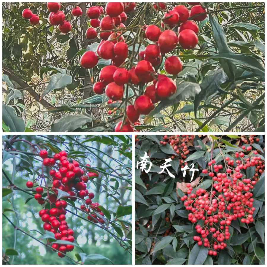 【冬韵抒怀】鲁坡//青山不老福殷殷[寒冬过后喜迎春]（图5）