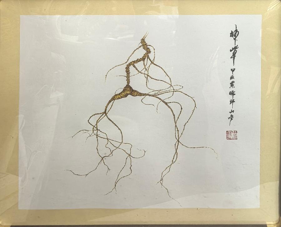 烙画人参2 烙画人参2