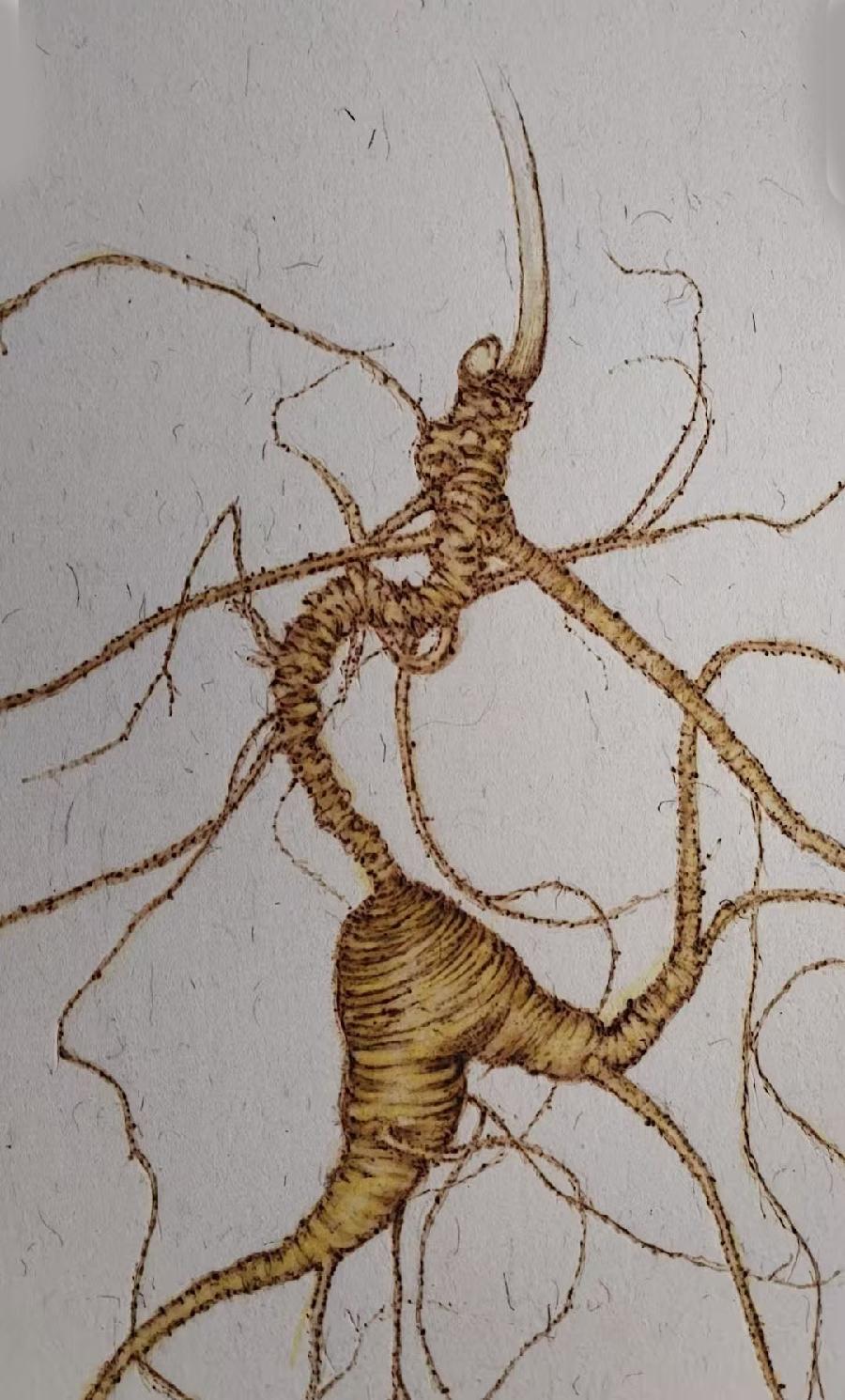 烙画人参6 烙画人参6