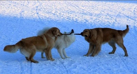 「诗歌」今日大雪入深冬（图6）