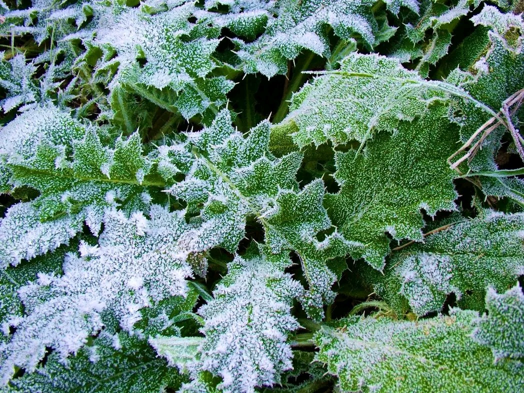 「诗歌」今日大雪入深冬（图5）
