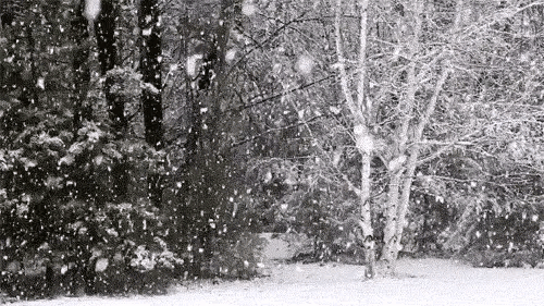 「诗歌」今日大雪入深冬（图2）