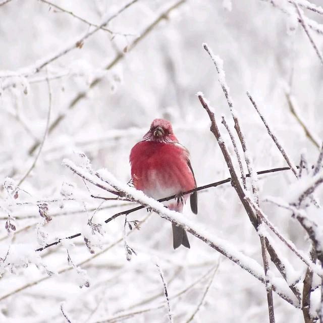 大雪‖巴彦诗词楹联协会【795】（图5）
