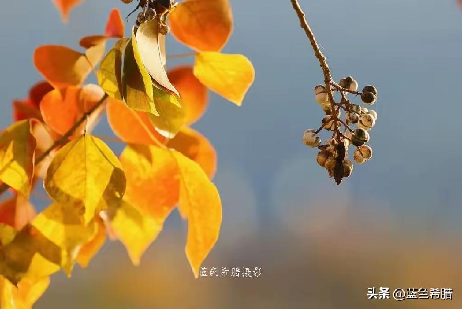 孙述考、王保江文四篇……莲叶之珠文学社(图7)