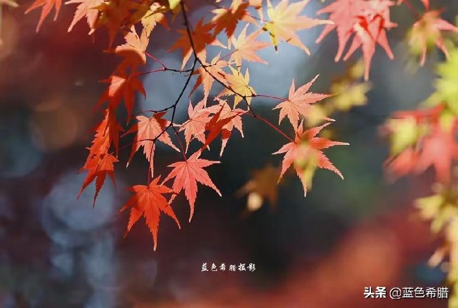 孙述考、王保江文四篇……莲叶之珠文学社(图6)