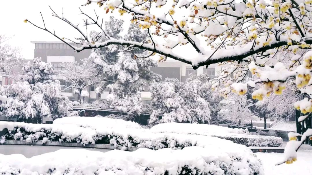 七律甲辰大雪节气吟诗情画意(广东)（图4）