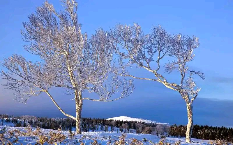 聆听 ‖ 春凤朗诵《我是雪花》作者/王大生（图5）
