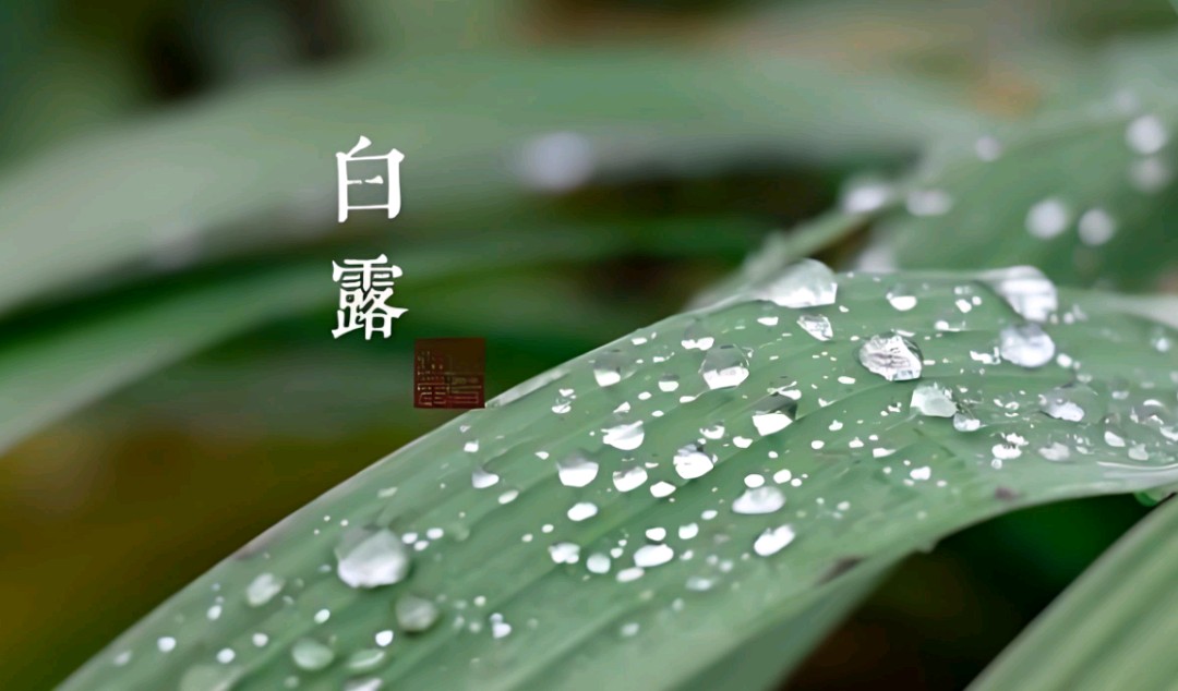 刘晁林南乡子•白露（图3）