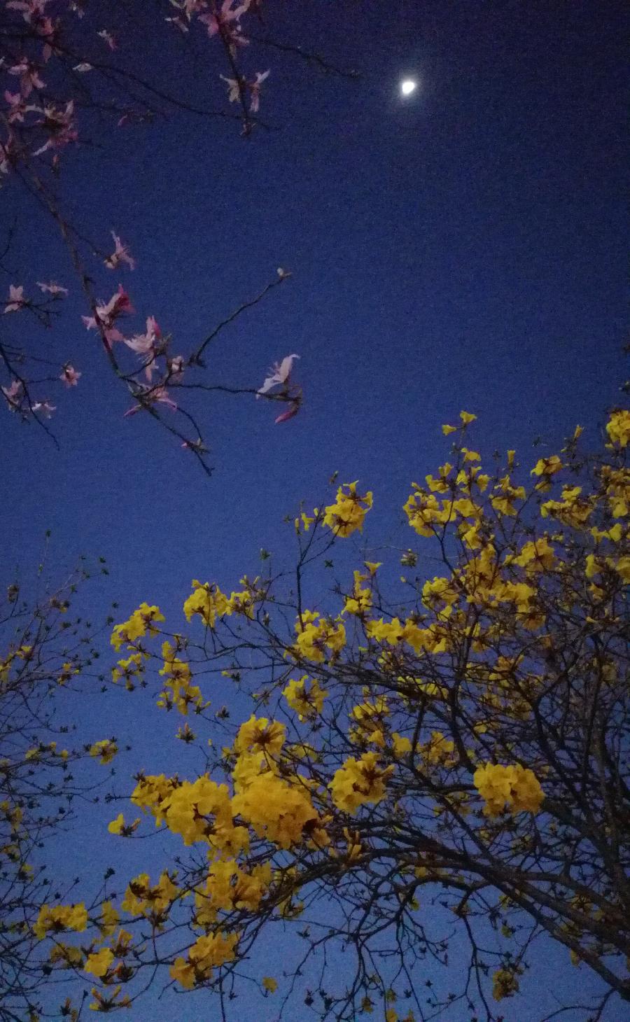 谒金门 . 夜色（外一首）文/江冲（图3）